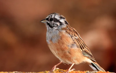 Moineau domestique perché dans son habitat naturel