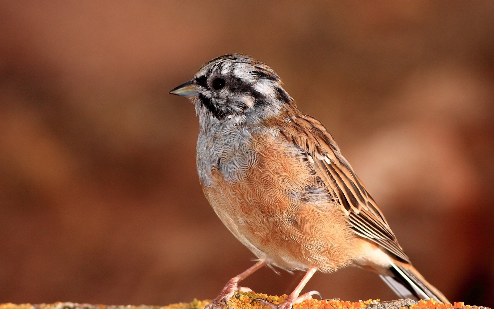 house sparrow, bird, sparrow, beak, emberizidae wallpaper