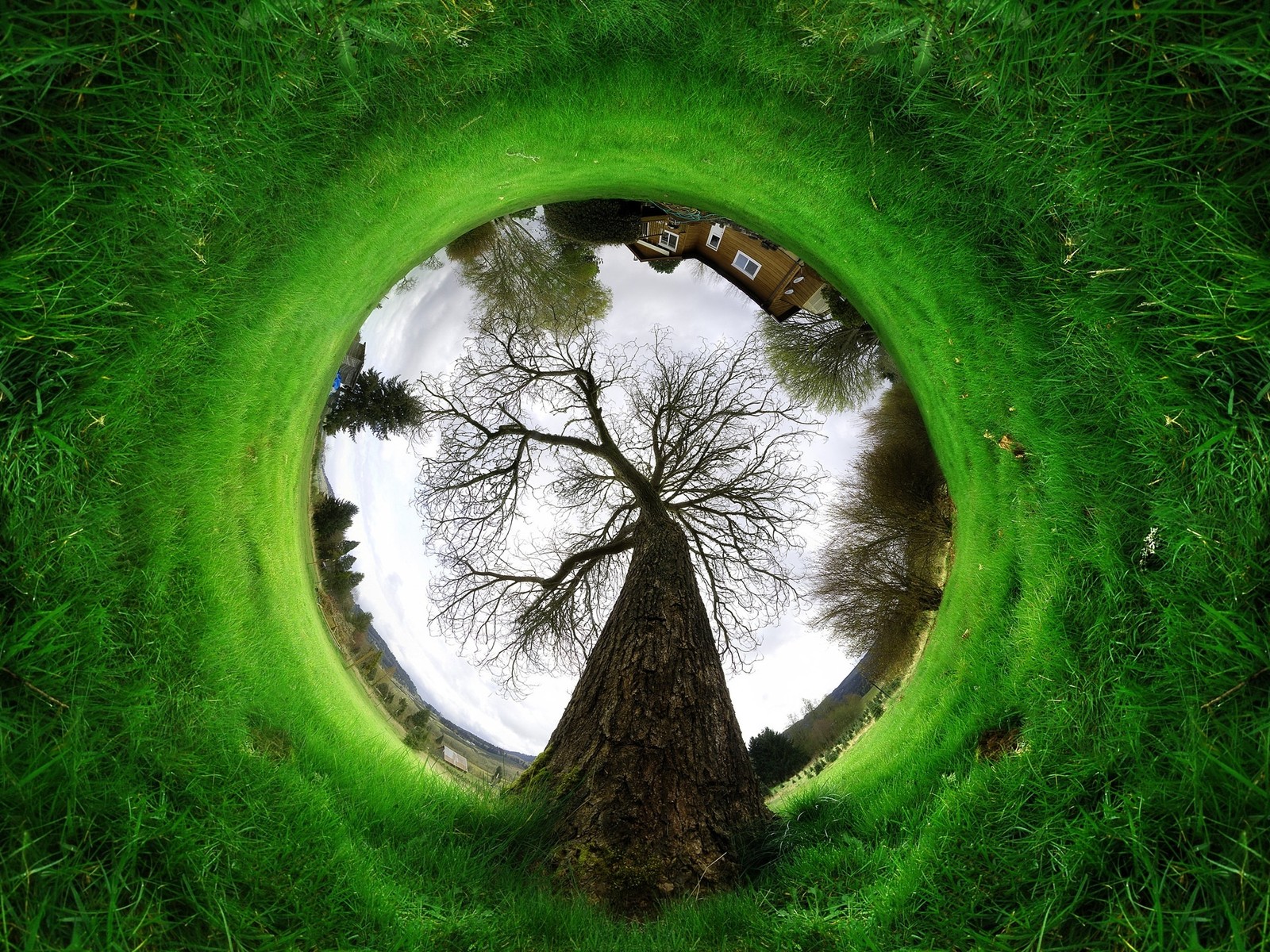 Lade grün, natur, baum, gras, wald Hintergrund herunter