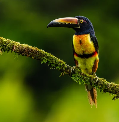 Un tucán vibrante posado en una rama cubierta de musgo, mostrando su pico distintivo y plumaje colorido contra un fondo verde borroso.