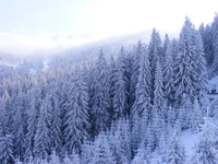 sapin, forêt, arbre, neige, hiver