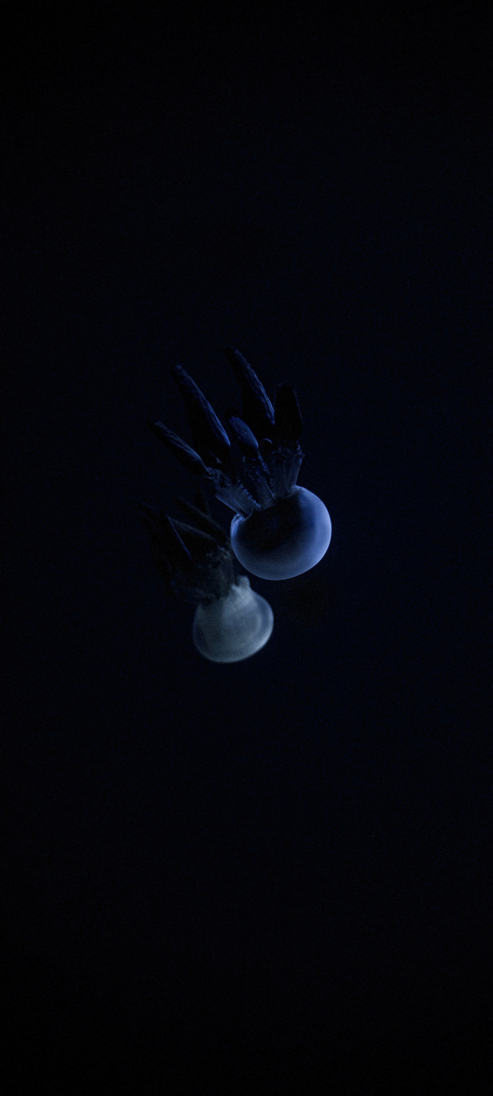 There are two jellyfishs floating in the dark water (darkness, light, science, bird, water)