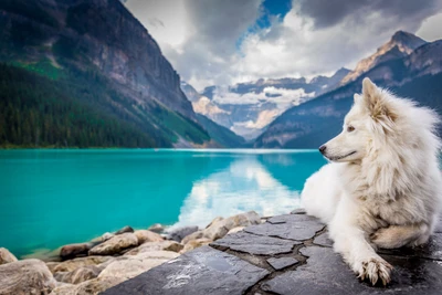 perro blanco, montañas, lake louise, nubes, mascota