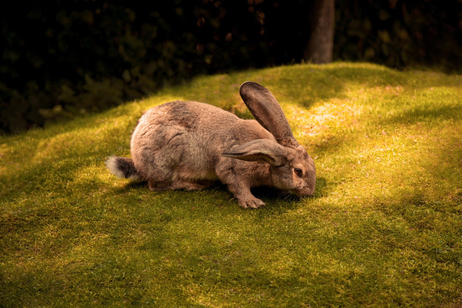 Ein hase sitzt im gras im garten (nagetier, zoo, haustier, gräser, pflanze)