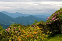 Vibrant wildflowers in bloom against a backdrop of rolling, mountainous landscapes in North Carolina's wilderness.