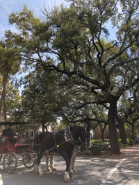 Horse-Drawn Carriage Under Canopy of Trees