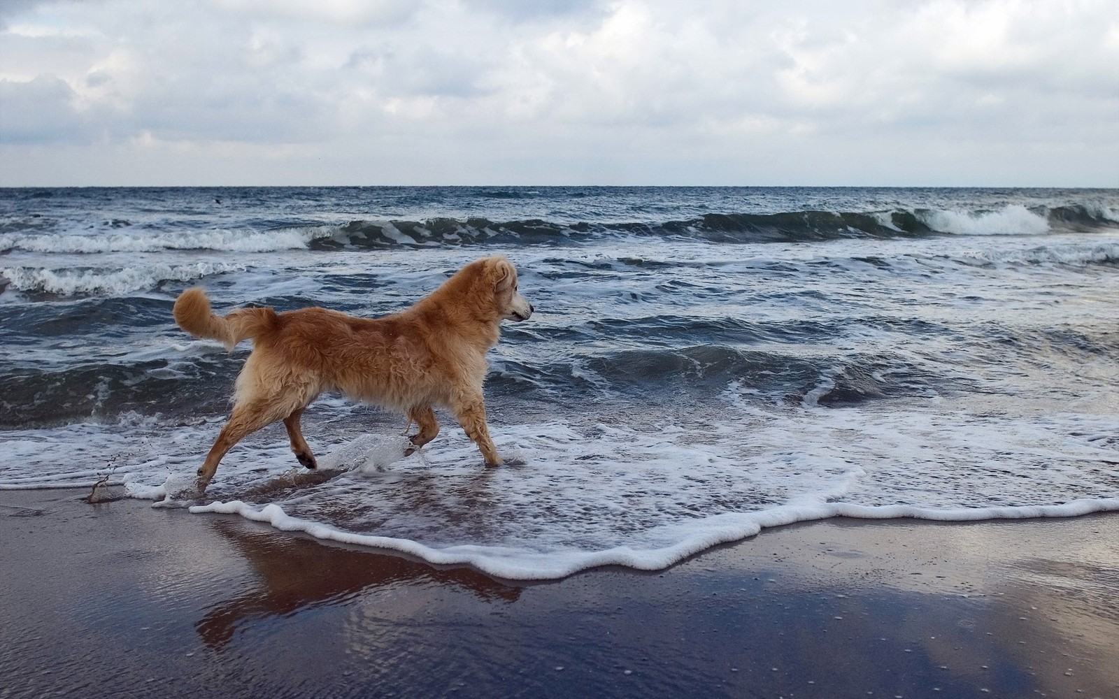 Собака гуляет по воде на пляже (пляж, океан, море, закат, банк)