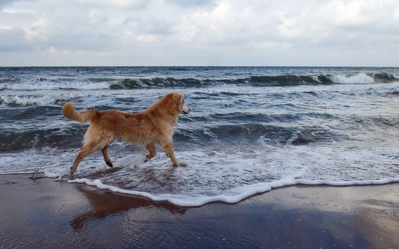 Собака гуляет по воде на пляже (пляж, океан, море, закат, банк)