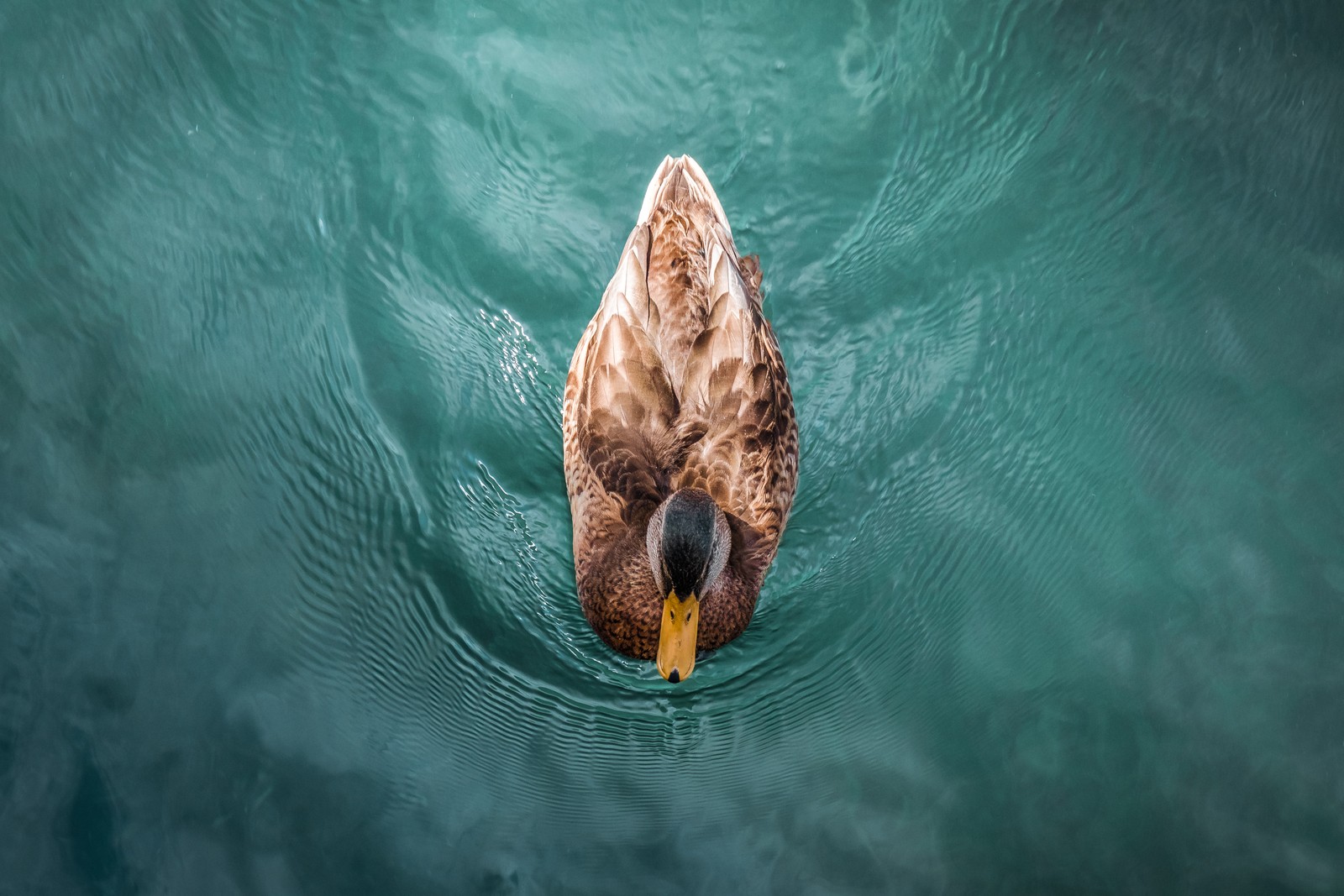 Araffe duck swimming in the water with a yellow beak (duck, mandarin duck, mallard, water, wildlife)