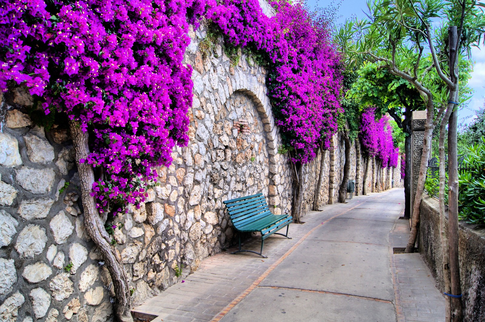 Fleurs violettes sur un mur en pierre à côté d'un banc (violet, rose, mur, fleur, arbre)