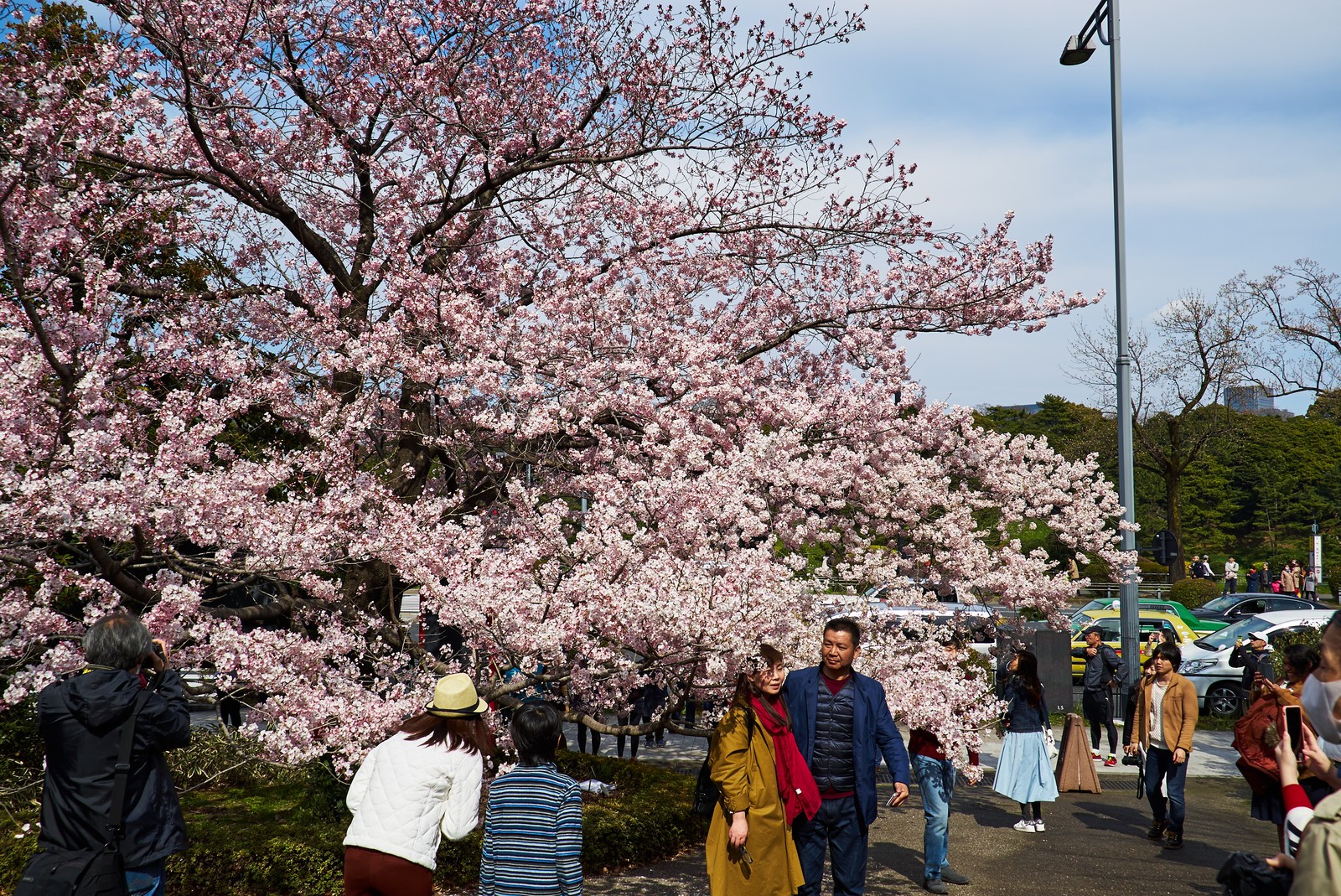 People walking on a sidewalk near a tree with pink flowers (cherry blossom, flower, tree, blossom, spring)