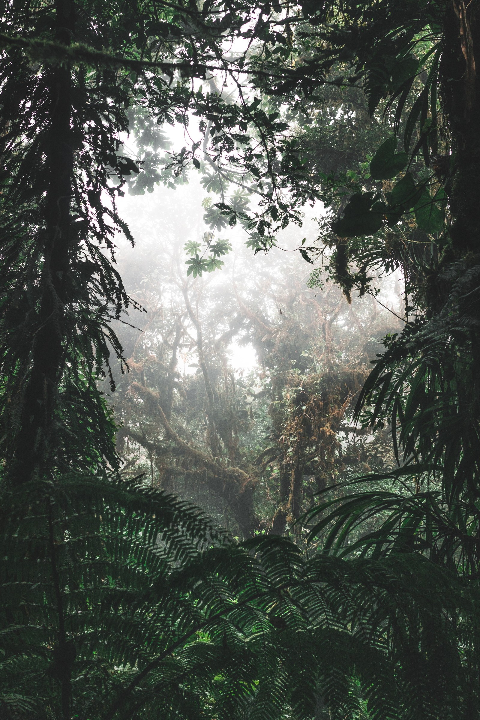 Uma vista de uma floresta com muitas árvores e plantas (ambiente natural, flora, vegetação, florestas de abetos, árvore)