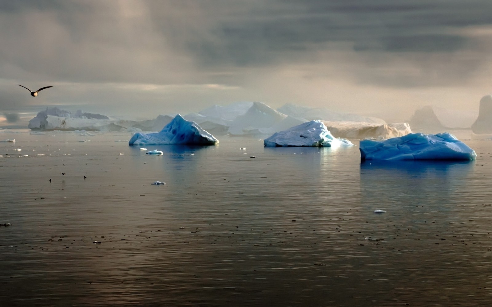 Il y a de nombreux icebergs flottant dans l'eau avec un oiseau volant au-dessus d'eux (glacier, iceberg, antarctique, antarctica, glace)