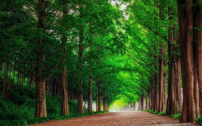 Lush Green Woodland Pathway Through an Old Growth Forest