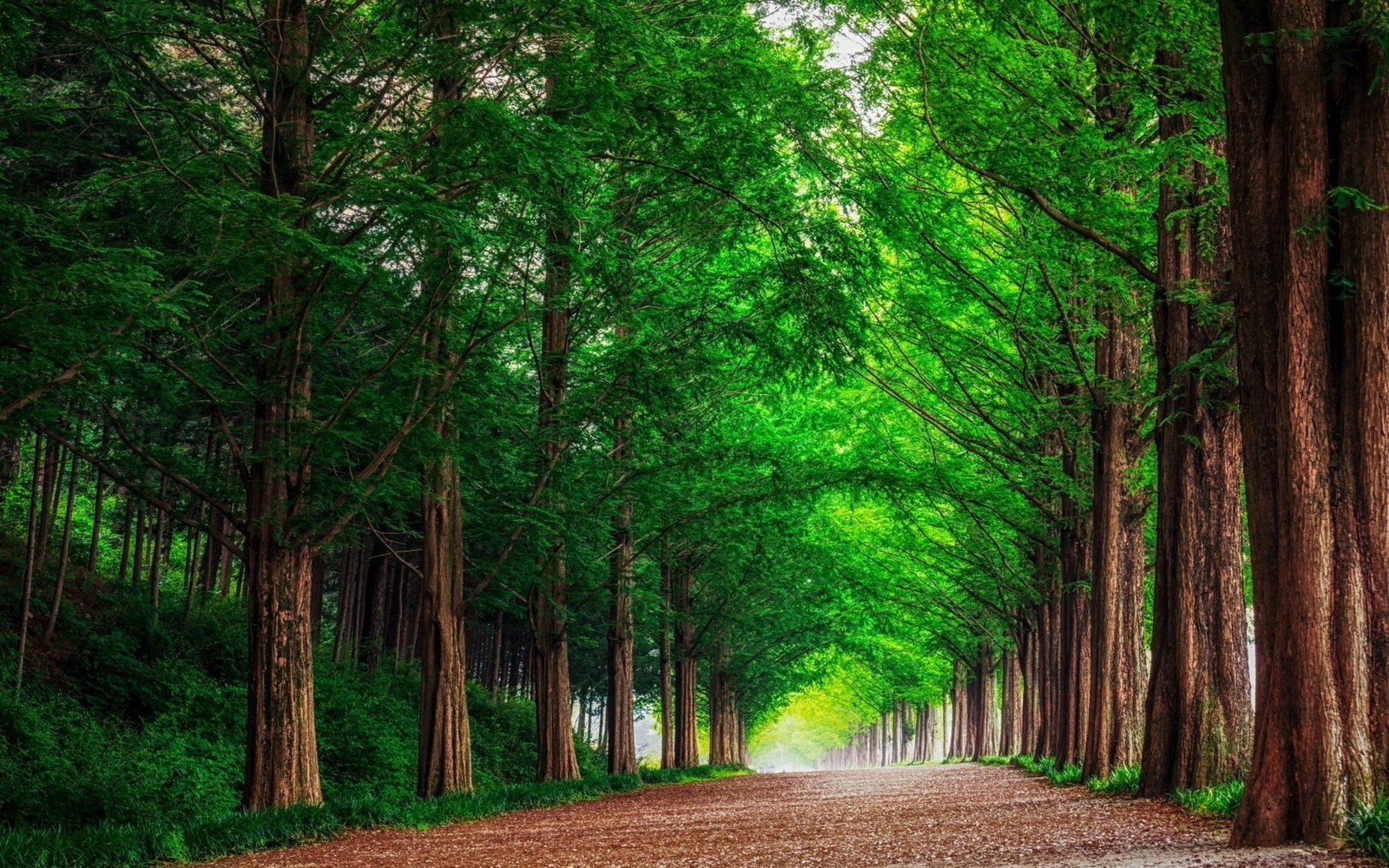 Eine ansicht eines schotterweges, der von hohen bäumen im wald gesäumt ist (baum, grün, natur, natürliche landschaft, wald)