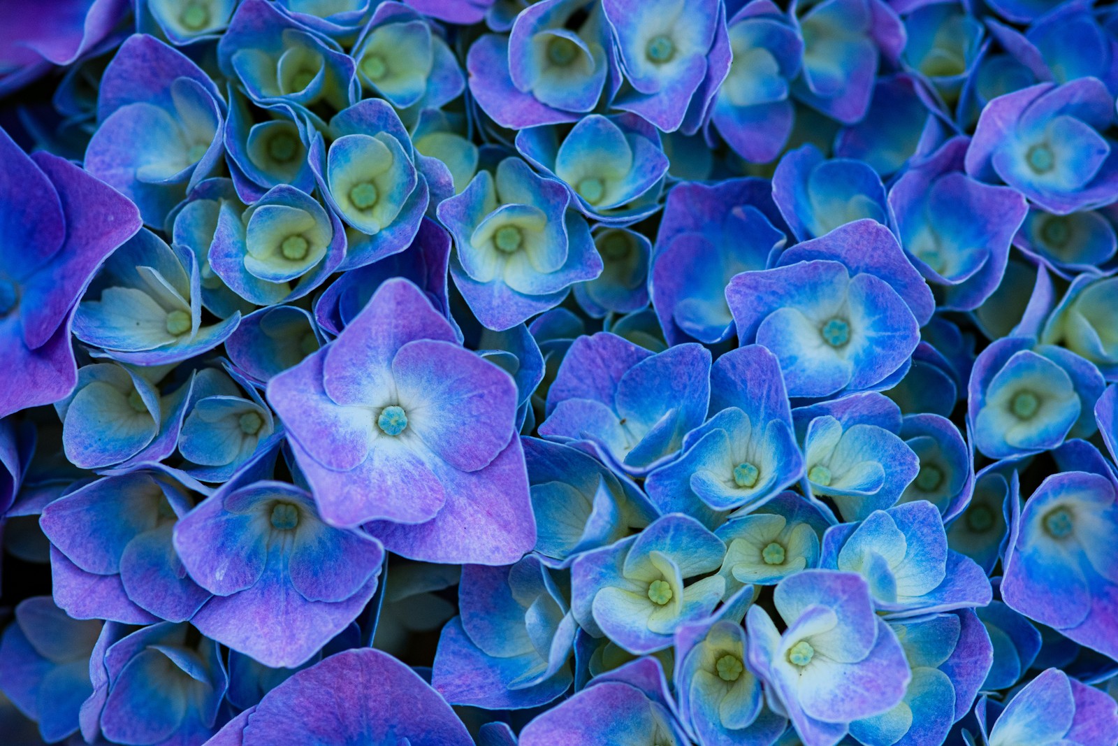 Gros plan sur un bouquet de fleurs bleues avec des centres verts (fleurs dhortensia, esthétique pourpre, fleurs violettes, 5k, fleurs)