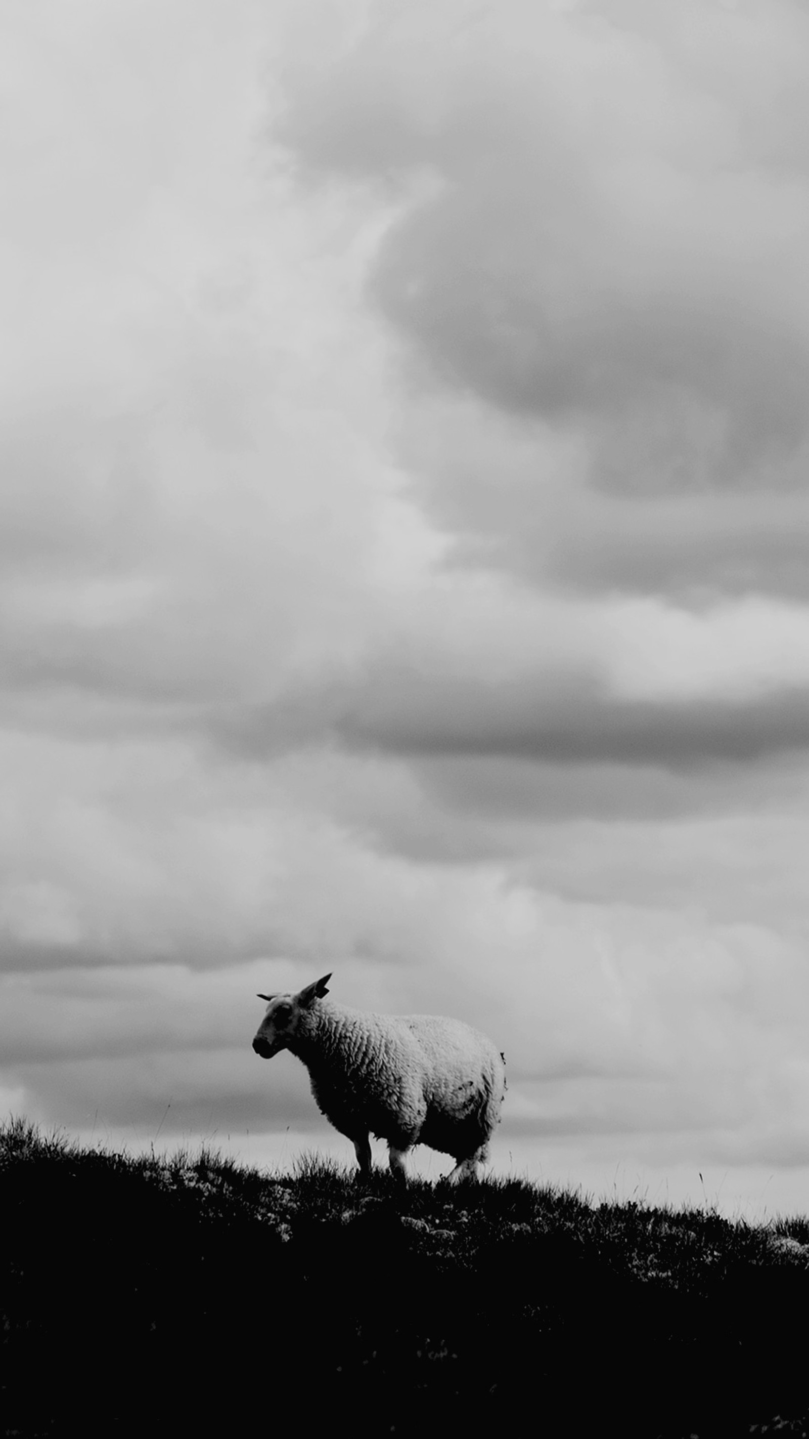 animal, clouds, cool, nature, norway Download Wallpaper