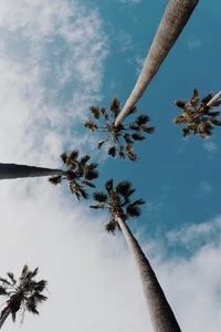 forest, palm, tower