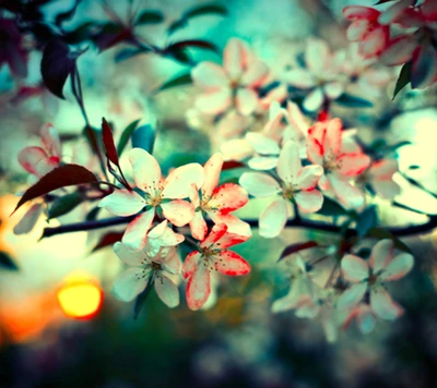 Flores brancas delicadas com toques de rosa ao pôr do sol