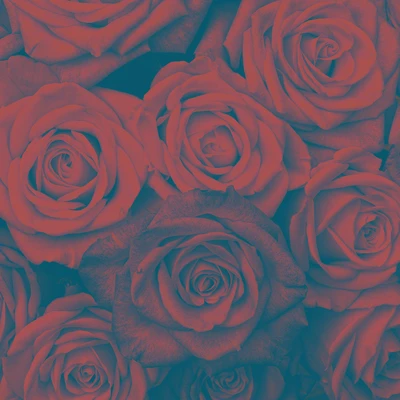 Foto HD filtrada de rosas vermelhas contra um fundo azul