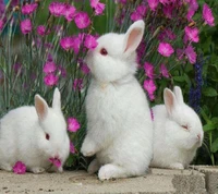 bunnies, sweet wallpaper