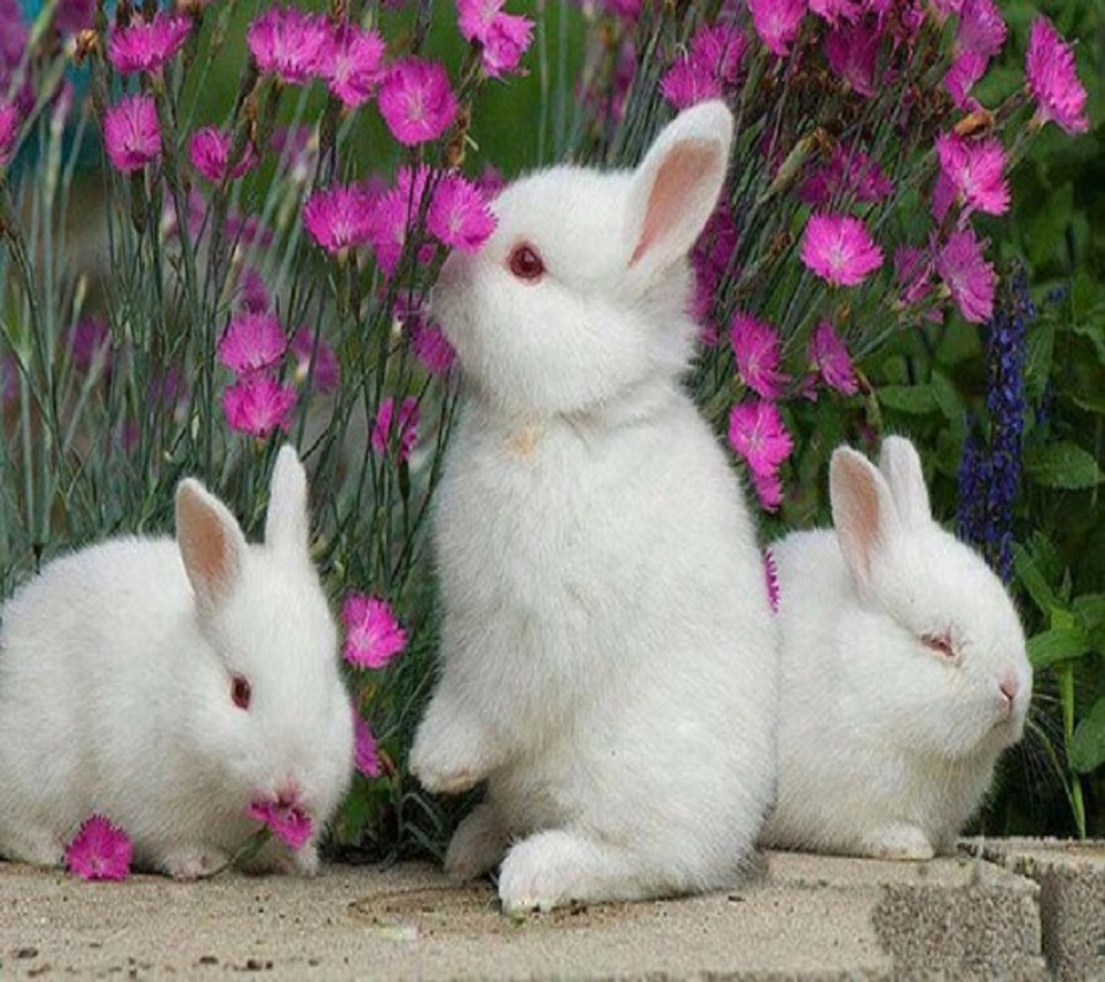 Três coelhos brancos sentados um ao lado do outro em frente a flores (coelhinhos, doce)