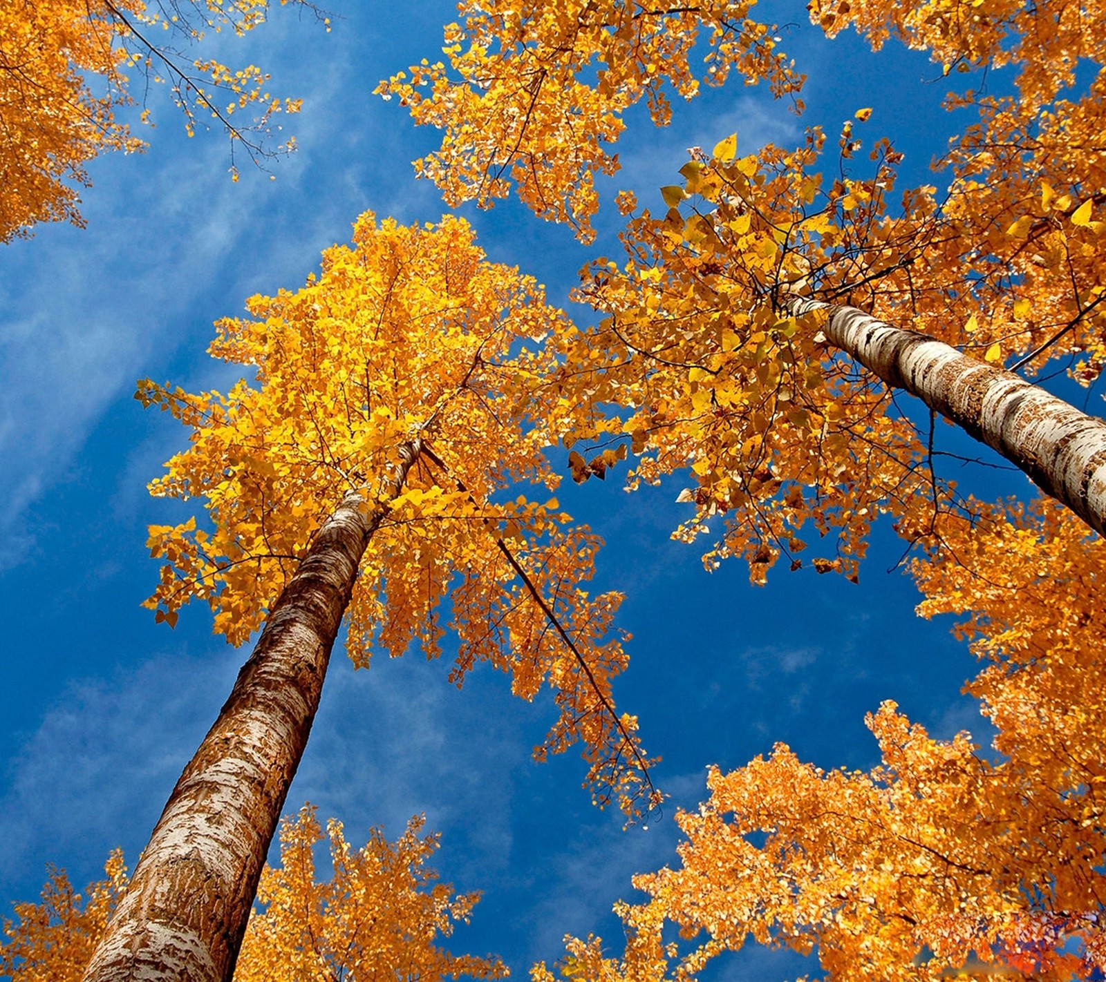 Lade herbst, bäume Hintergrund herunter