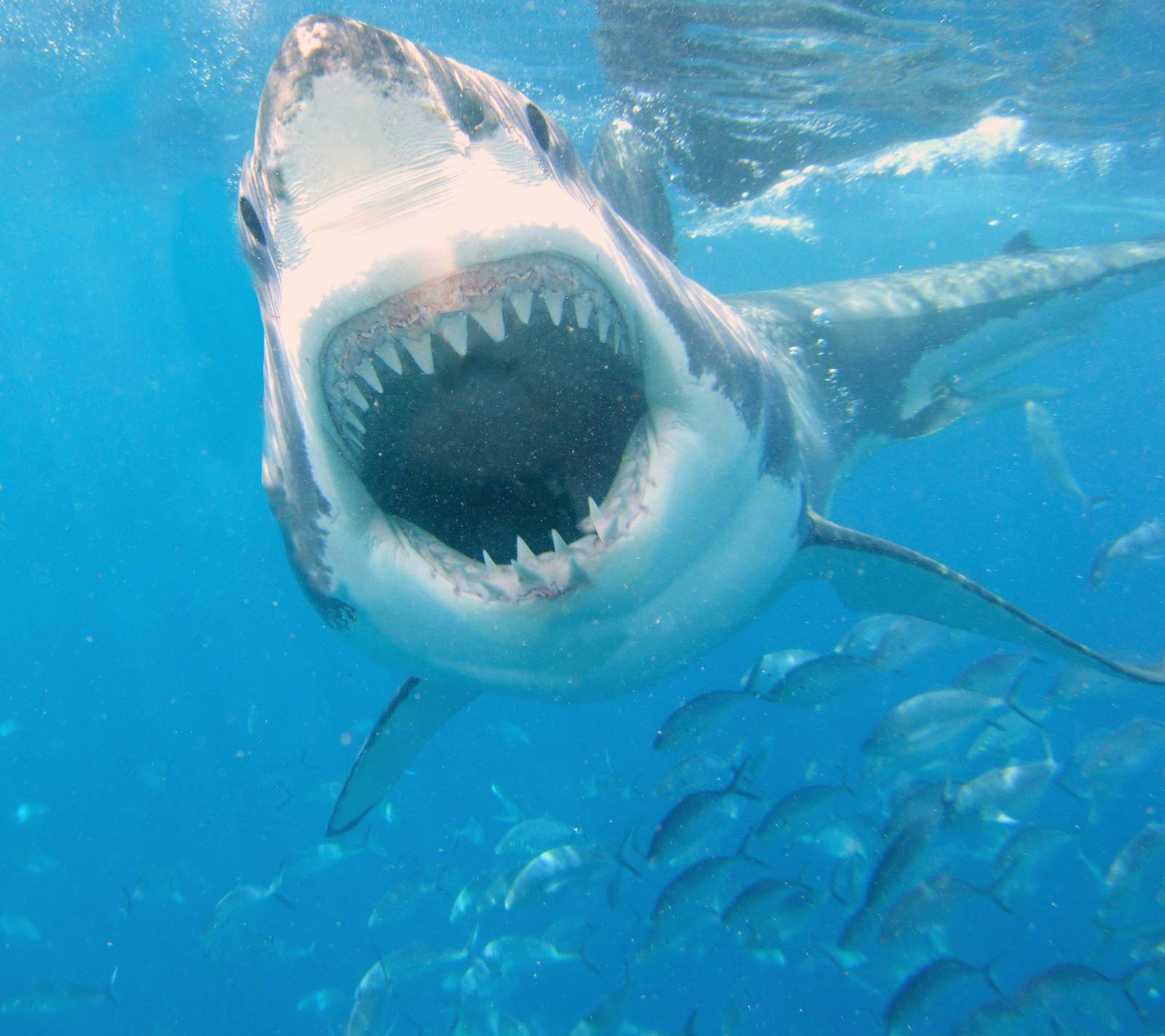 Eine haifisch mit offenem maul, die in offenem wasser mit einem schwarm fische schwimmt (meer, hai)