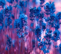 azul, delicado, flor, fragrância, lavanda