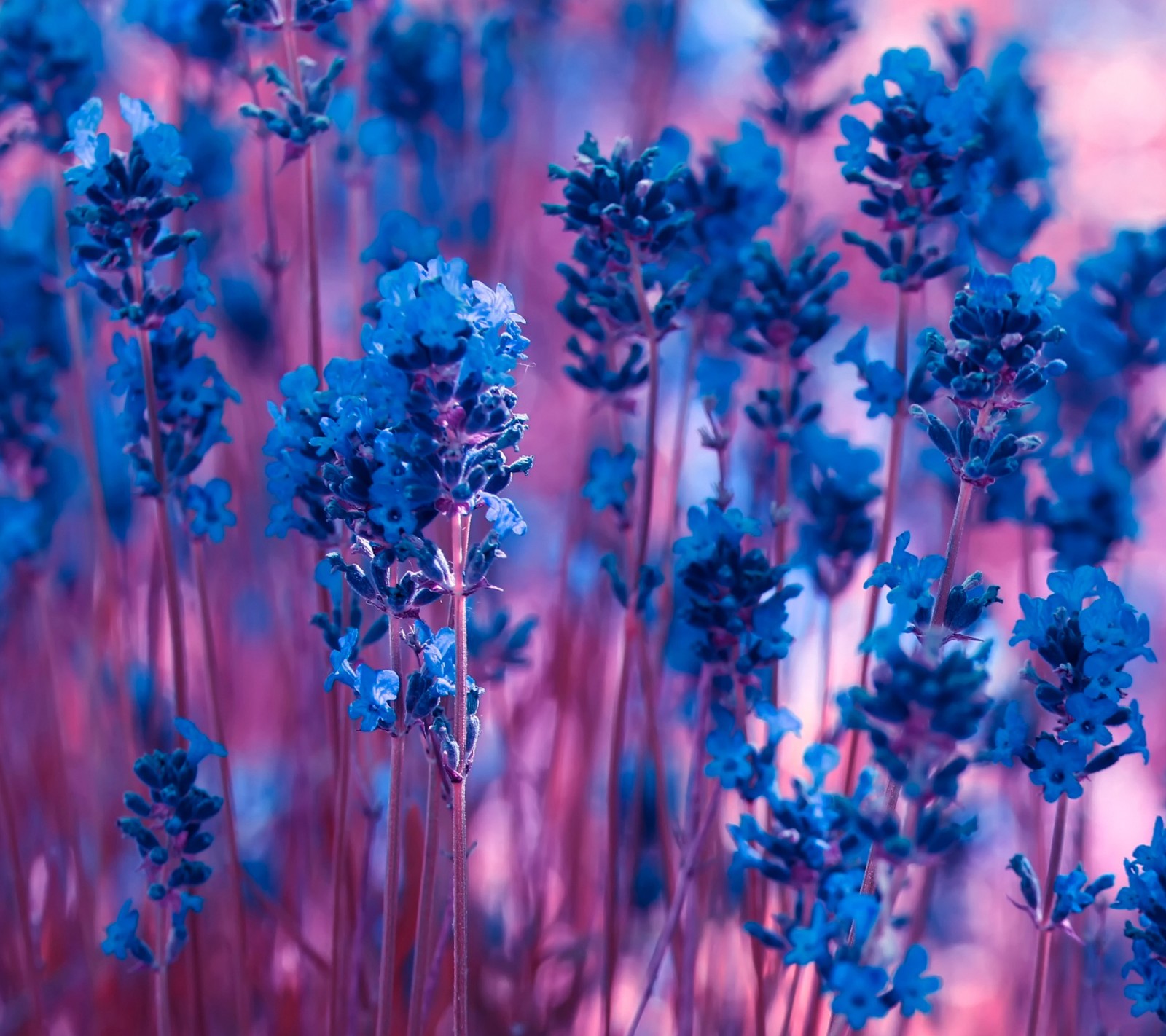 Des fleurs violettes dans un champ avec un fond rose (bleu, délicat, fleur, fragrance, lavande)