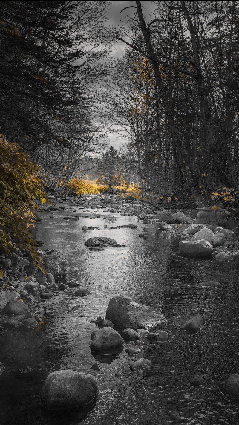 В лесу течет ручей с камнями в нем (черно белый, вода, река, камни, листья)