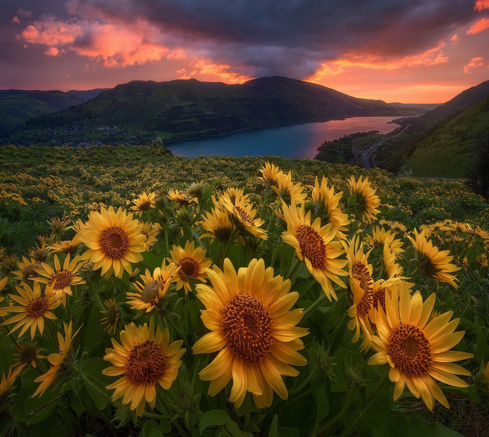 A close up of a field of sunflowers with a lake in the background (abej, beograd, love, sunflower)