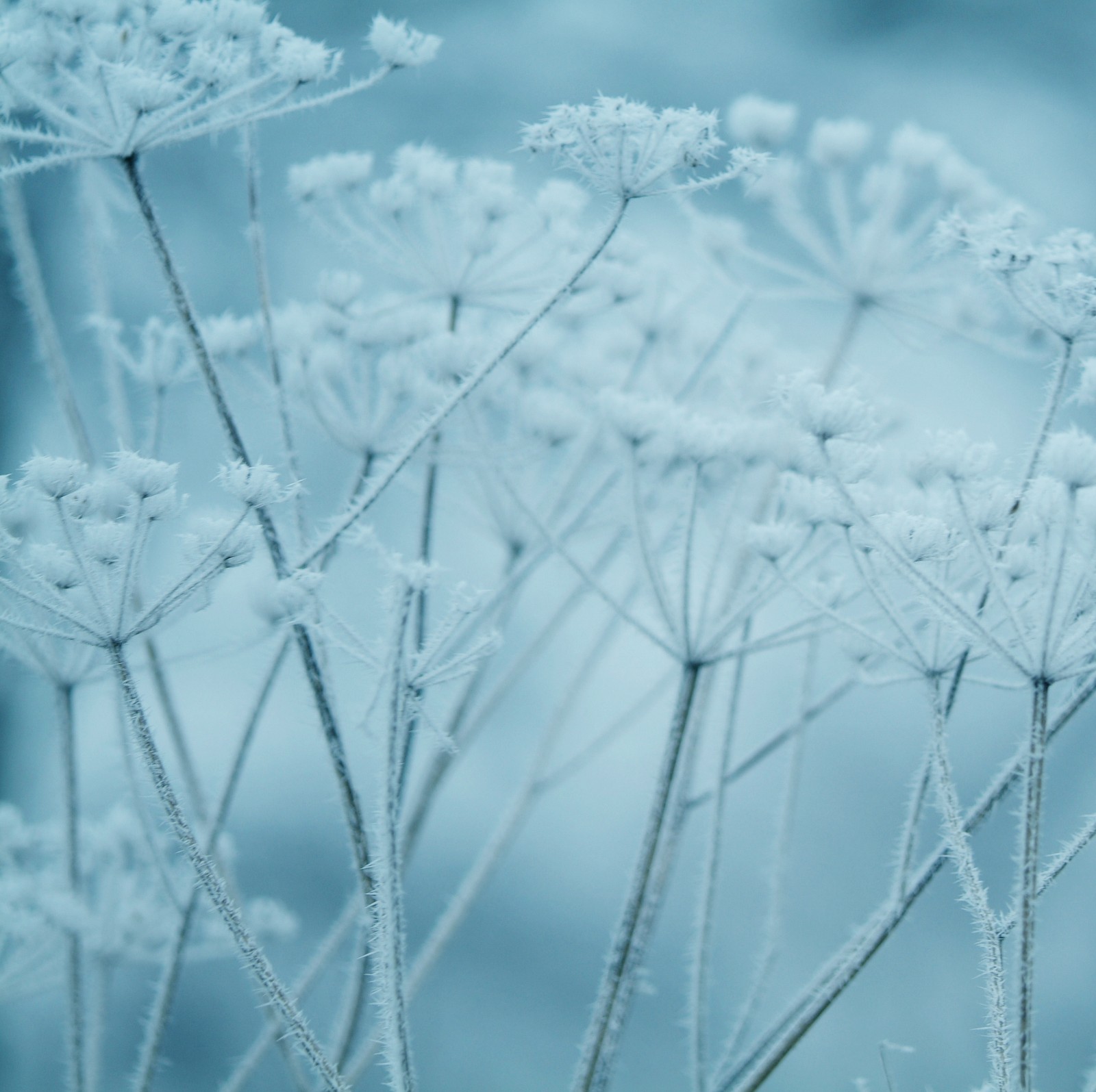 blue, flowers, frost, pfurman, winter wallpaper