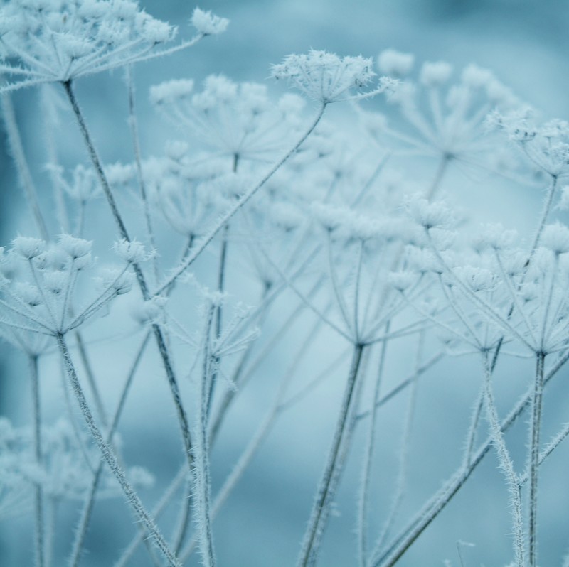 A close up of a plant with frost on it's stems (blue, flowers, frost, pfurman, winter)