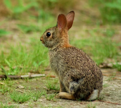 animal, coelhinho, fofo, natureza, coelho