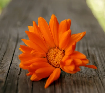 naturaleza, flor naranja, fondo de pantalla