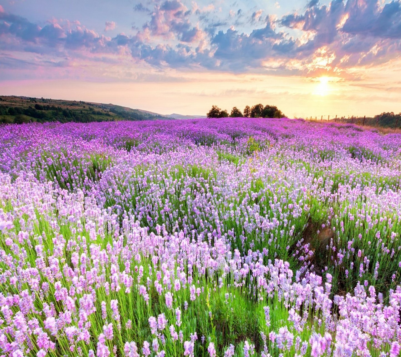 Ein feld mit lavendelblüten bei sonnenuntergang (abej, beograd, lavendel)