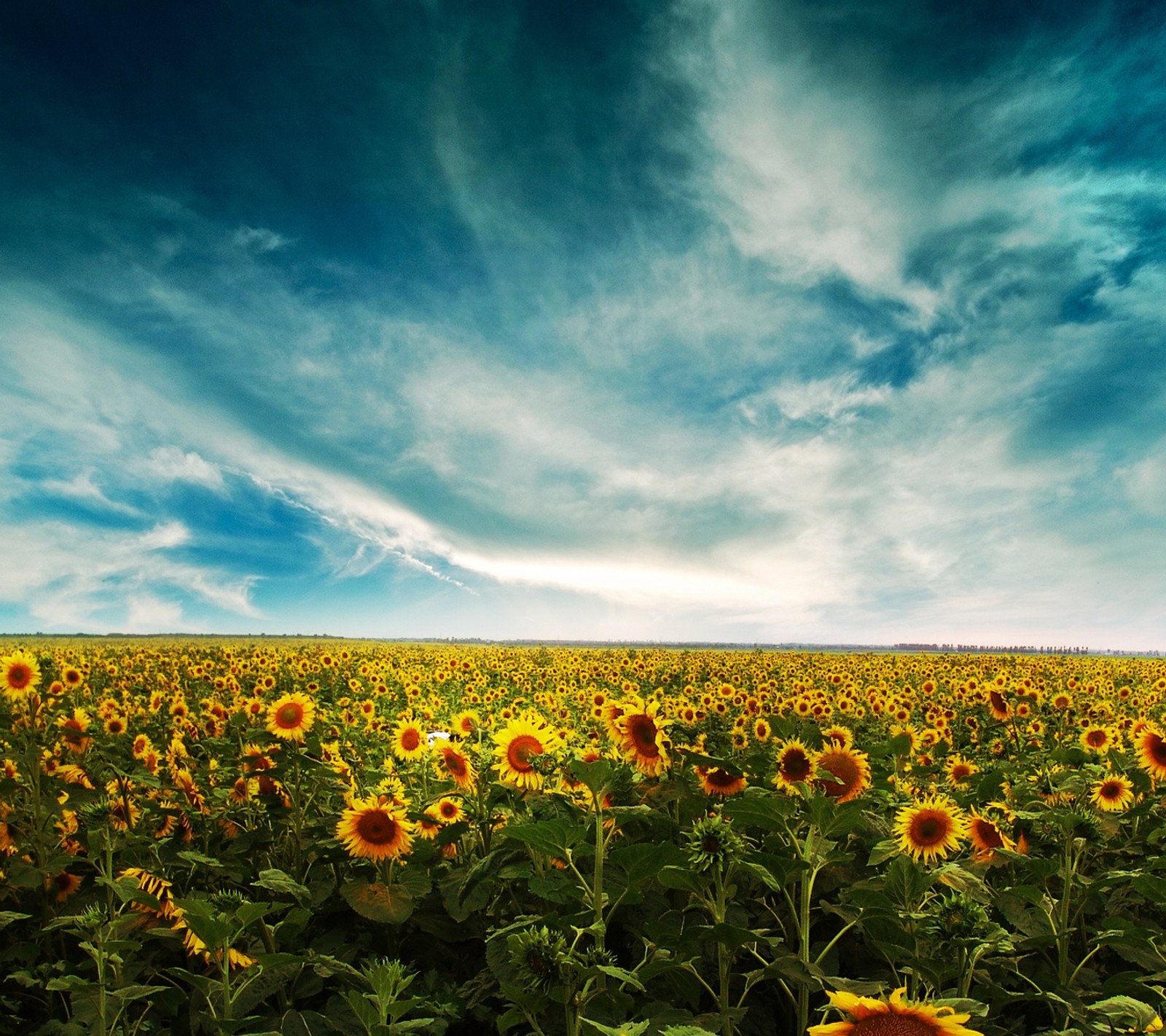 Téléchargez le fond d'écran nature, sunflowers landscape, papier peint