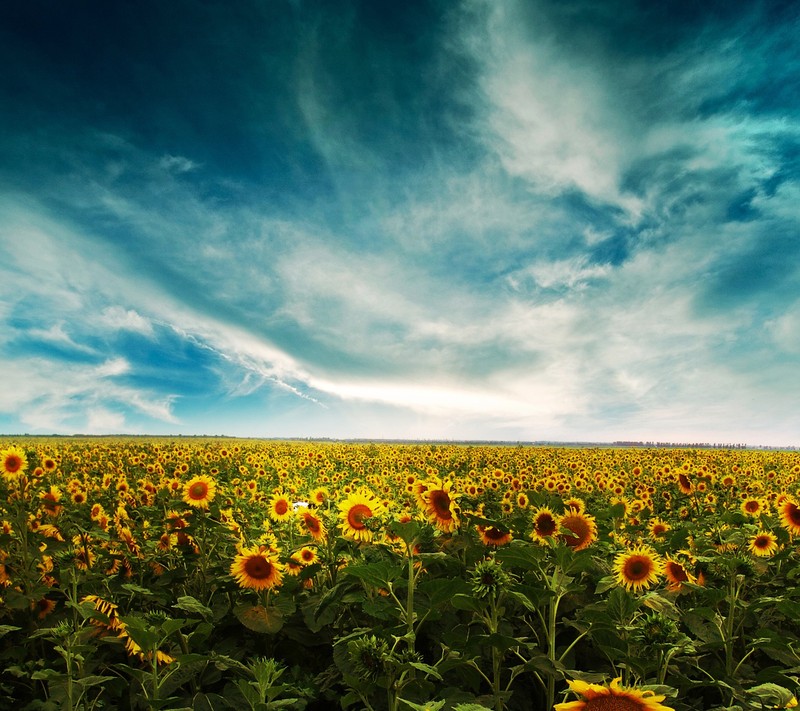 Крупный план поля подсолнухов с голубым небом (природа, sunflowers landscape, обои)