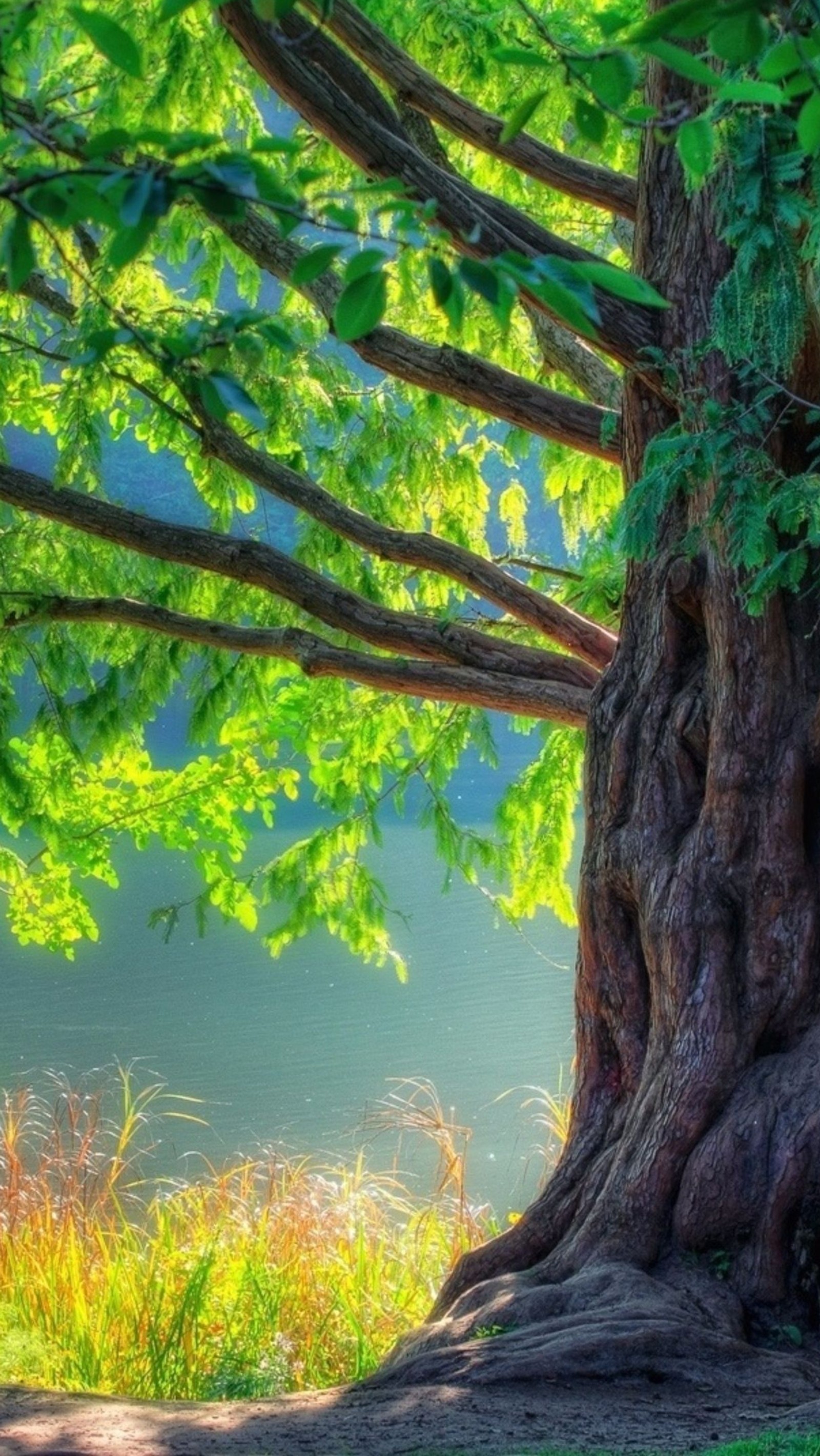 There is a bench under a tree in the shade of the trees (lake, leaves, nature, tree, water)