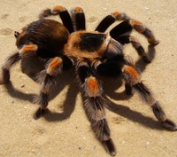 смитти, smithi, паук