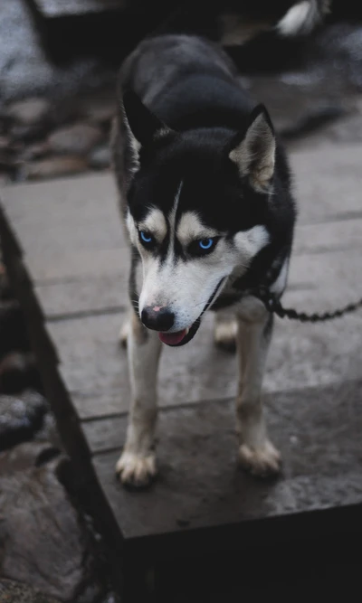 Perro lobo de color negro y blanco con llamativos ojos azules de pie sobre una superficie de madera.