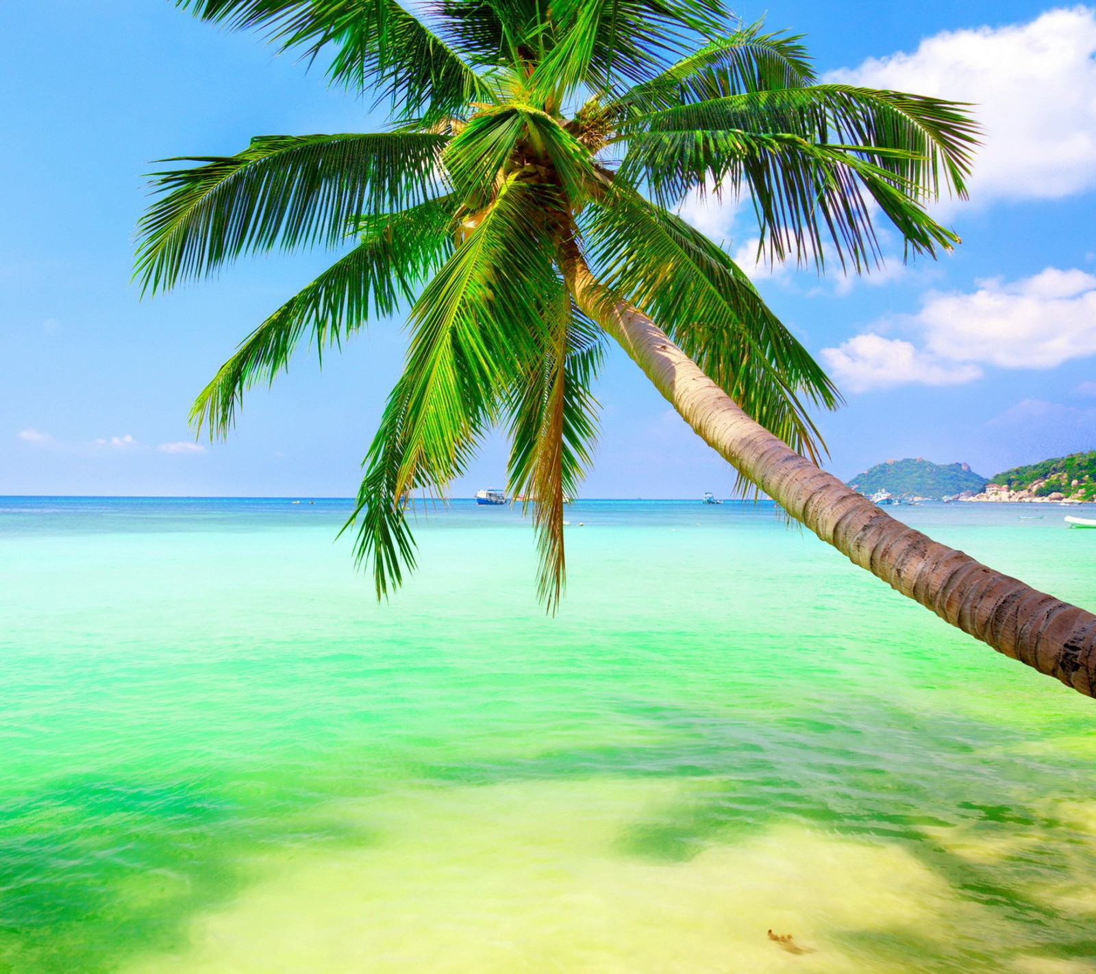 Arafed palm tree leaning over the ocean with a boat in the distance (beach, emerald, ocean, palm, sea)