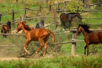 garanhão, potro, rebanho, égua, gado