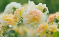 Delicate yellow garden roses in full bloom, showcasing soft peach undertones and lush petals against a vibrant green backdrop.