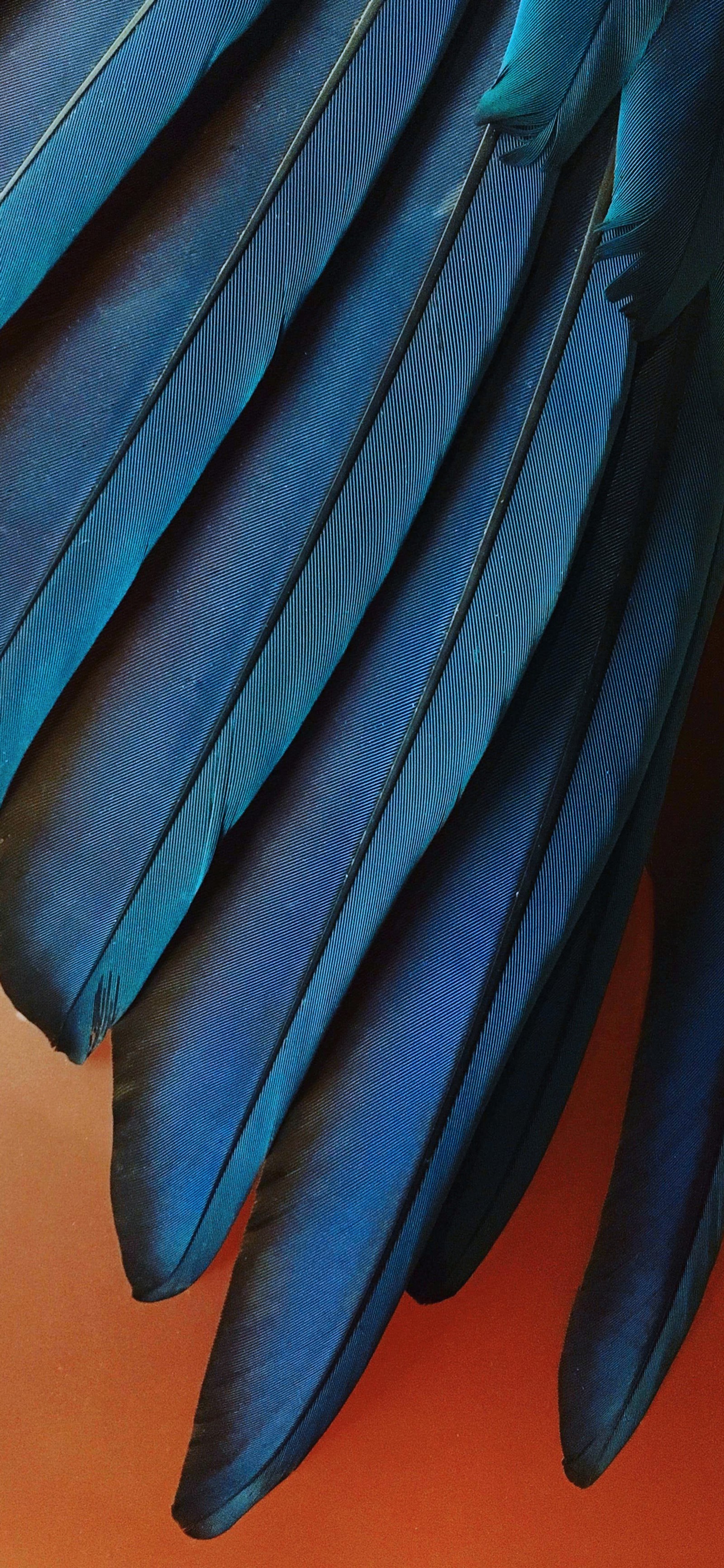 A close up of a blue bird's wing with a red background (apple, ios 12, iphone, apples, ios)