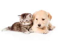 Puppy and kitten cuddling together in a heartwarming pet moment.