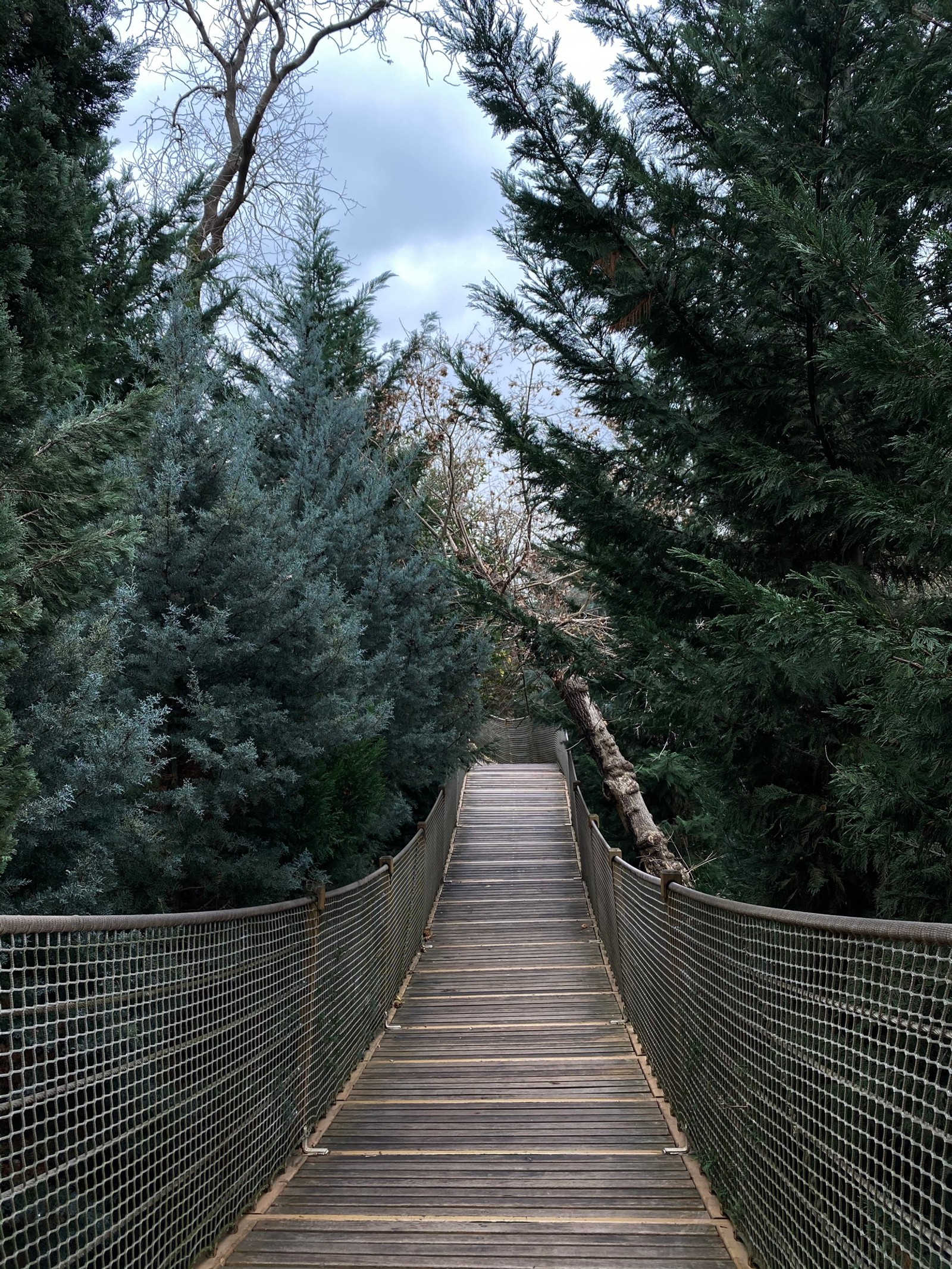 Uma vista de uma ponte de madeira com um corrimão de metal e árvores (árvore, ponte suspensa, folha, biologia, ciência)