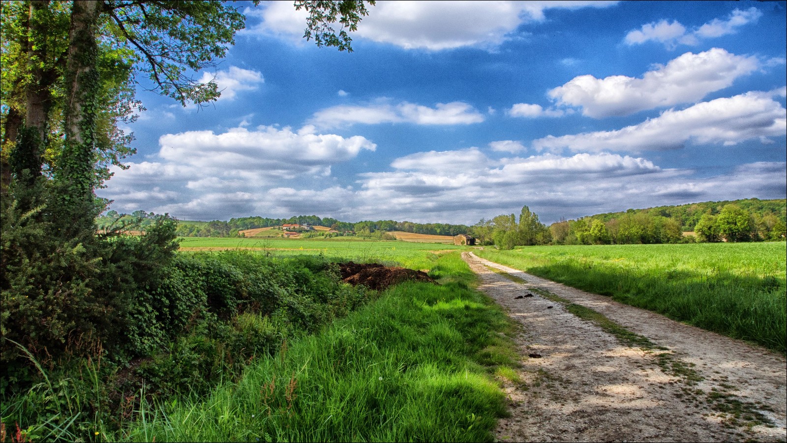 A view of a dirt road leading to a field with a tree (cloud, grassland, vegetation, field, sky)