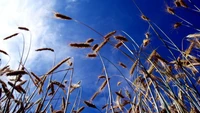 Golden Wheat Against a Brilliant Blue Sky